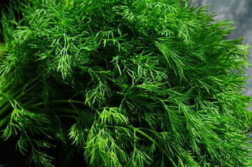 fresh green dill background. fresh green dill texture. top view