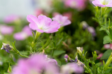 Fototapeta premium ピンクの花