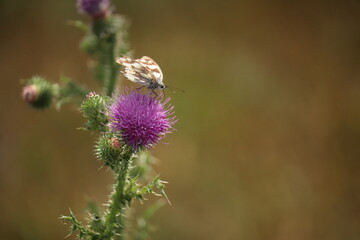 bee on a flower
