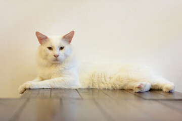 Fototapeta na wymiar Adorable white cat relaxing indoors against wooden floor