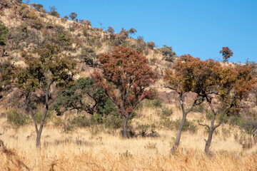 Autumn trees in the African bush.