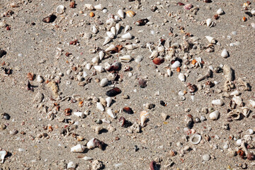 Seashells