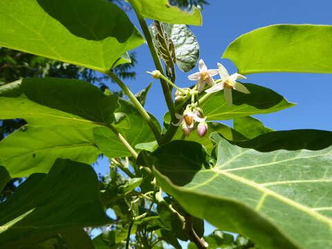 Tamarillo Flowers and Leaves against a blue Sky