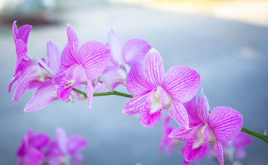 purple orchid on a green background