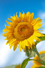 bright yellow sunflower flower on a background of blue sky