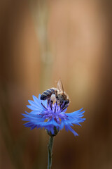 honey bee collects nectar on a blue cornflower