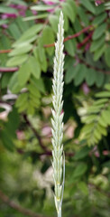 Peregul plant perennial or ryegrass English Lolium perenne