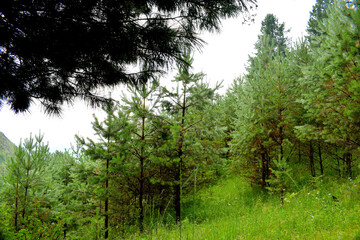 Coniferous forest in the summer after rain. Siberia.