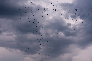 a flock of birds in a stormy sky