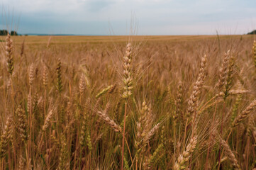 an ear of wheat in the field