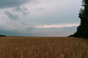 Fototapeta premium landscape field, stormy sky and forest