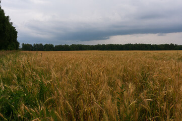 rye field surrounded by forest