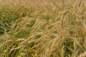 background of ears of barley