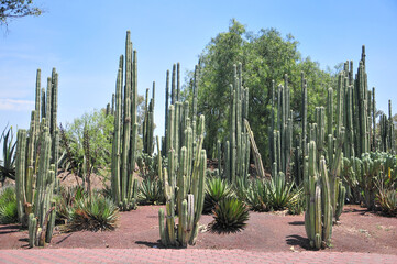 メキシコのサボテン　Mexico natural wild cactus landscape