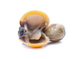 enamel venus shell on a white background