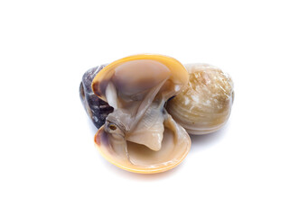 enamel venus shell on a white background