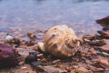 Rapana shell on the beach