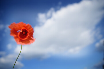 One isolated red poppy flower growing in a garden on a sky background.