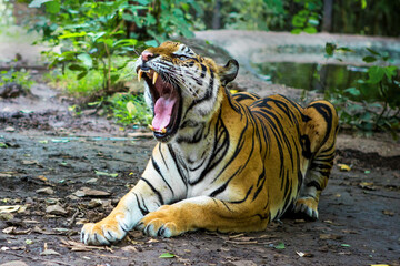 Fototapeta na wymiar The tiger roars and sees fangs preparing to fight or defend.