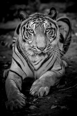 A tiger in a forest on a black background shows in the zoo.