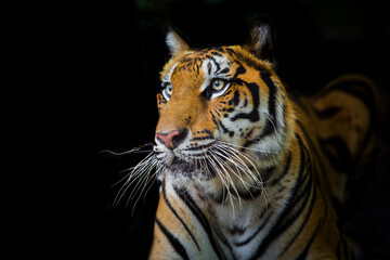 A tiger in a forest on a black background shows in the zoo.