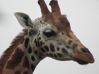 Giraffe 3