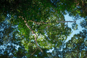 Fototapeta premium Nature composition, tropical canopy tree forest under bright sunny day. selective focus shot
