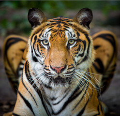 A tiger in a forest on a black background shows in the zoo.