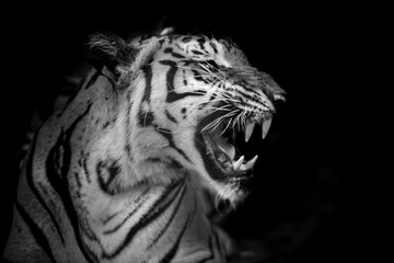 The tiger roars and sees fangs preparing to fight or defend.