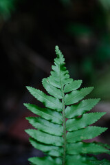 Natural closeup fern leaf agains shallow depth of field for background and environment concept