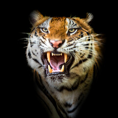 The tiger roars and sees fangs preparing to fight or defend.