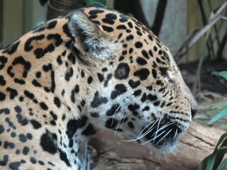 Leopard 3