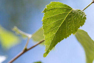 Image with droplets on the leaves.