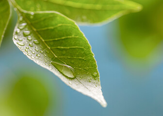 Image with droplets on the leaves.