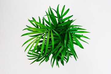 green home plant in a pot top view on a white background