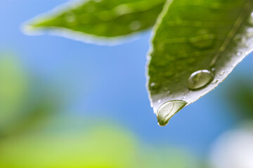 Image with droplets on the leaves.