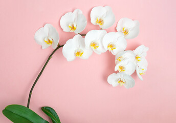 Beautiful white orchid phalenopsis with large white flowers on a pink background. Beautiful in nature. Horizontal orientation, selective focus. Copy space.