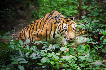 Fototapeta na wymiar A tiger in a forest on a black background shows in the zoo.