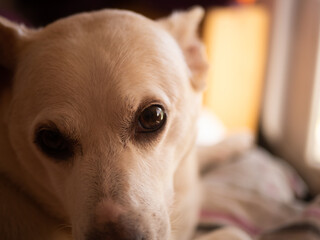 
Sweet dog look. Ready for entry.