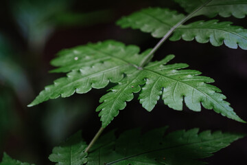 Natural closeup fern leaf agains shallow depth of field for background and environment concept