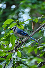 Fototapeta premium Northern Blue Jay on a branch in summer