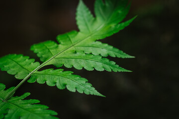 Natural closeup fern leaf agains shallow depth of field for background and environment concept