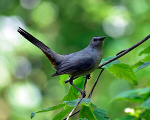 Gray Catbird on Beech tree branch in summer