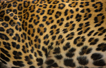 Close-up of leopard skin on the background