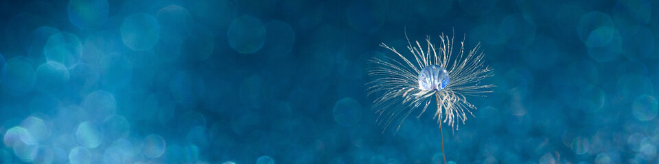 Beautiful dew drops on dandelion seed macro. Beautiful soft abstract blue background. Water drops on parachutes dandelion. Copy space. soft focus on water droplets. Macro nature, banner