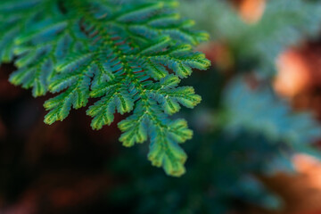 Beautiful ferns leaves green foliage againts shallow depth of field background in nature. selective focus shot