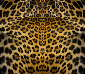 Close-up of leopard skin on the background