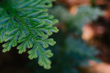 Beautiful ferns leaves green foliage againts shallow depth of field background in nature. selective focus shot