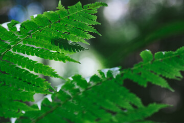 Natural closeup fern leaf agains shallow depth of field for background and environment concept