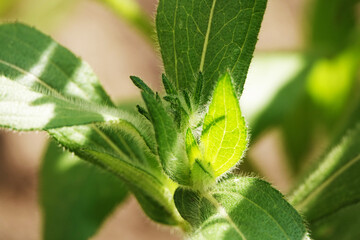 Nettle plant with needles